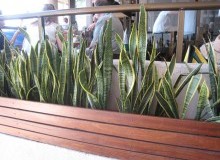Kwikfynd Indoor Planting
cuprona