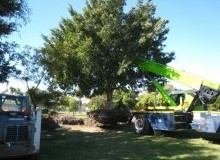 Kwikfynd Tree Management Services
cuprona