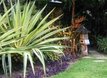 Kwikfynd Tropical Landscaping
cuprona