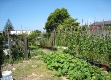 Kwikfynd Vegetable Gardens
cuprona